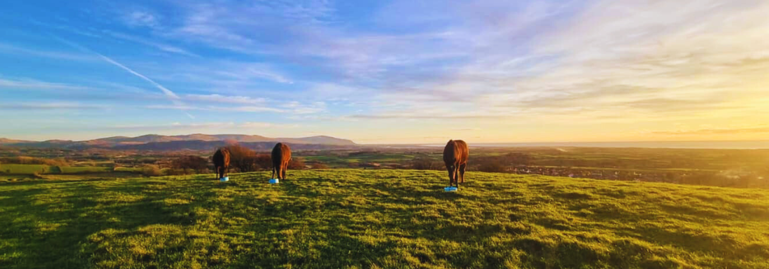 Horse Stabling on holiday west coast Cumbria Windhall Lodges
